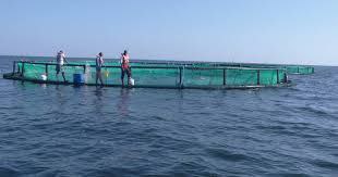 Sustainable Fisheries